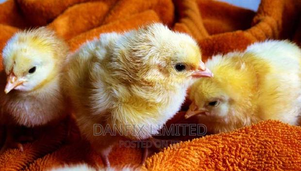 Day Old Chick - main view