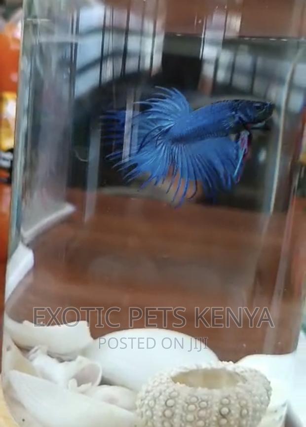 Siamese Fighter (Betta Fish) - main view