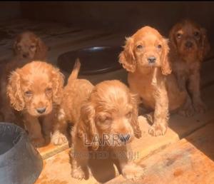 1-3 months Female Purebred Cocker Spaniel - thumbnail 2