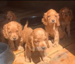 1-3 months Female Purebred Cocker Spaniel