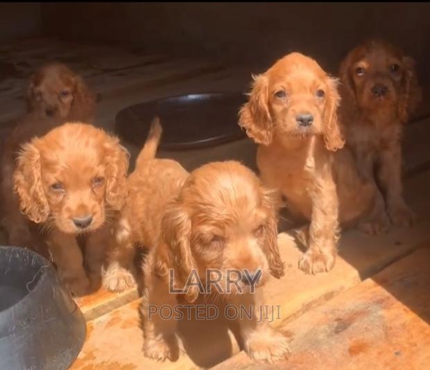 1-3 months Female Purebred Cocker Spaniel - main view