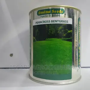 PENNCROSS BENTGRASS LAWN (Golf , Carpet Grass) 250 Grams