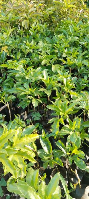 Grafted Purple Passion - thumbnail 2