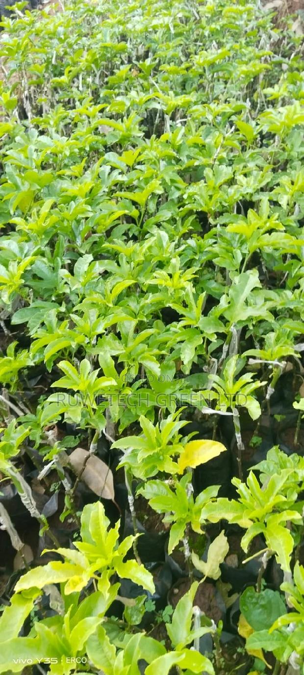 Grafted Purple Passion - thumbnail 3