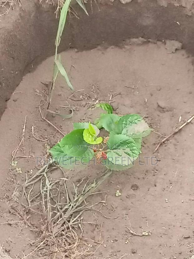 Mulberry Seedlings - thumbnail 3