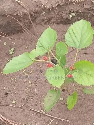 Mulberry Seedlings - thumbnail 2