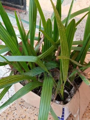 Dates Seedlings - thumbnail 2