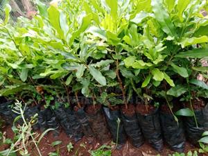 Quality Grafted Macadamia - thumbnail 2