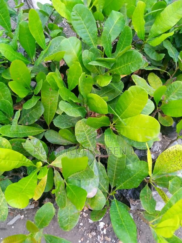 Cashew Nuts - main view