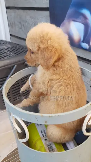 1-3 months Female Purebred Golden Retriever