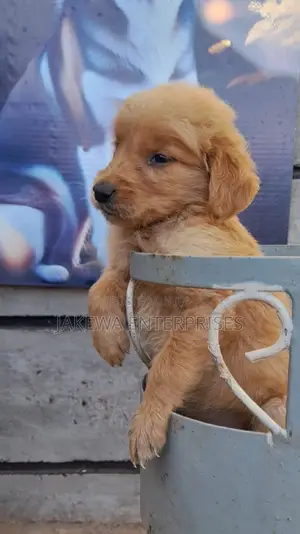 1-3 months Female Purebred Golden Retriever