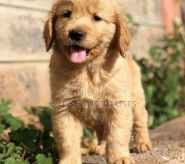 1-3 months Male Purebred Golden Retriever - main view