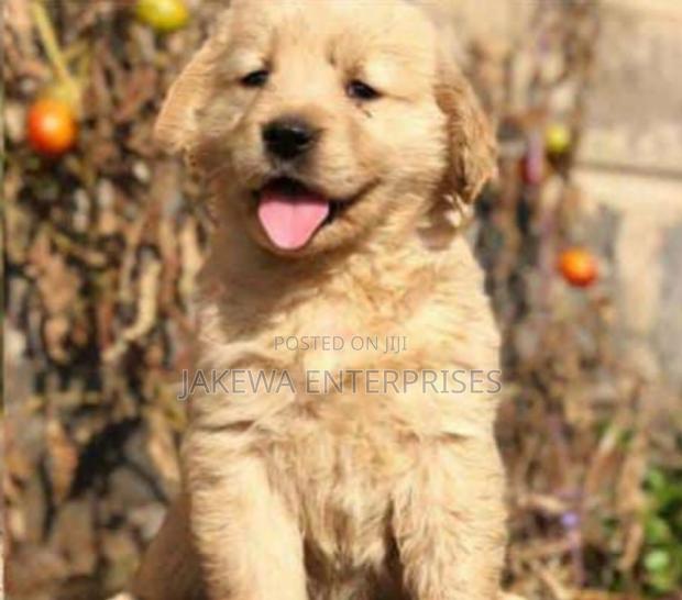 1-3 months Female Purebred Golden Retriever - main view