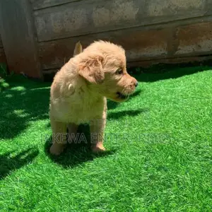1-3 months Female Purebred Golden Retriever
