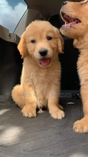 1-3 months Male Purebred Golden Retriever