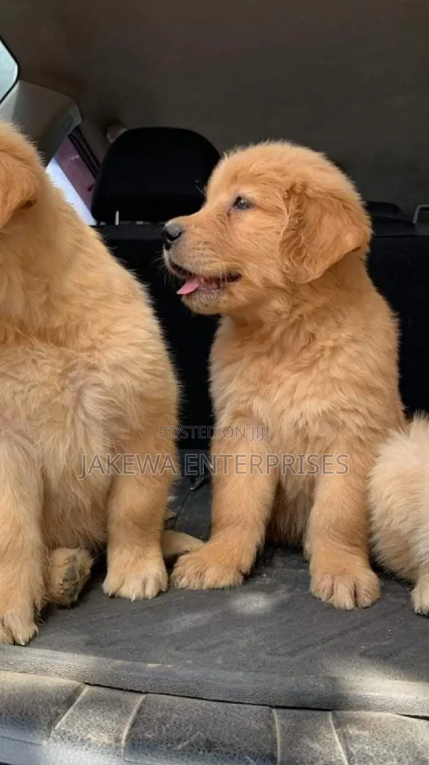 1-3 months Male Purebred Golden Retriever