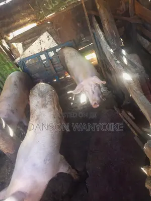 Pig on Sale