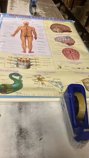 Chart of Human Physiology-Nervous System Brain (43by28") CNS