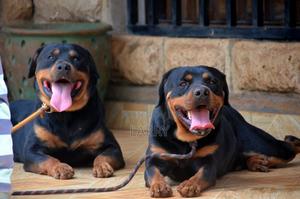 1+ year Male Purebred Rottweiler - thumbnail 2