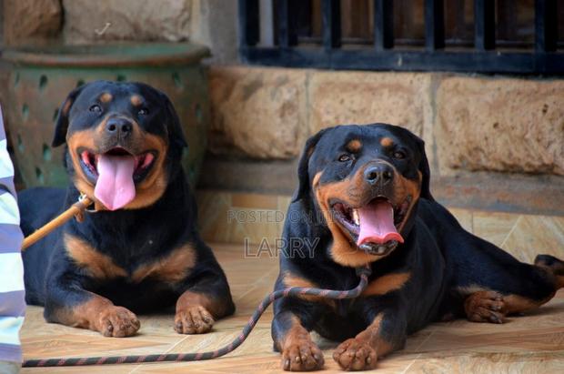 1+ year Male Purebred Rottweiler