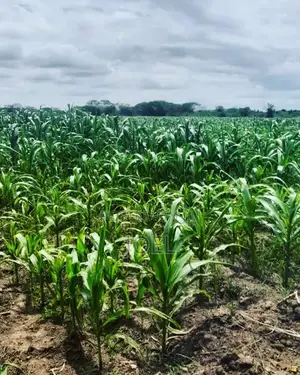 65 Acres Land Malindi Ready Title Deed