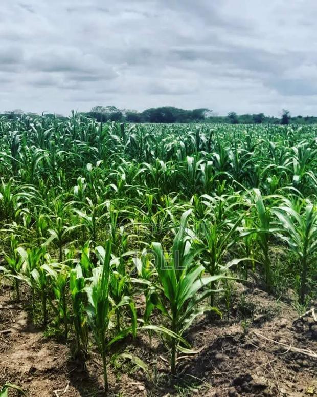 65 Acres Land Malindi Ready Title Deed - thumbnail 3