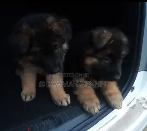 1-3 months Female Purebred German Shepherd