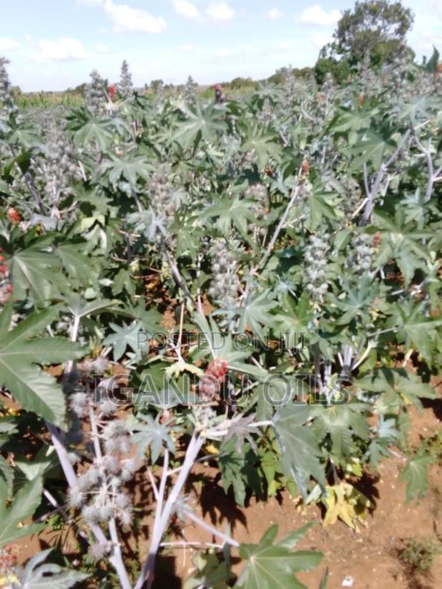 Castor Oil Seeds - thumbnail 5