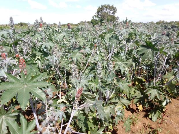 Castor Oil Seeds - thumbnail 6