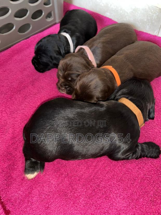 1-3 months Male Purebred Cocker Spaniel - thumbnail 4