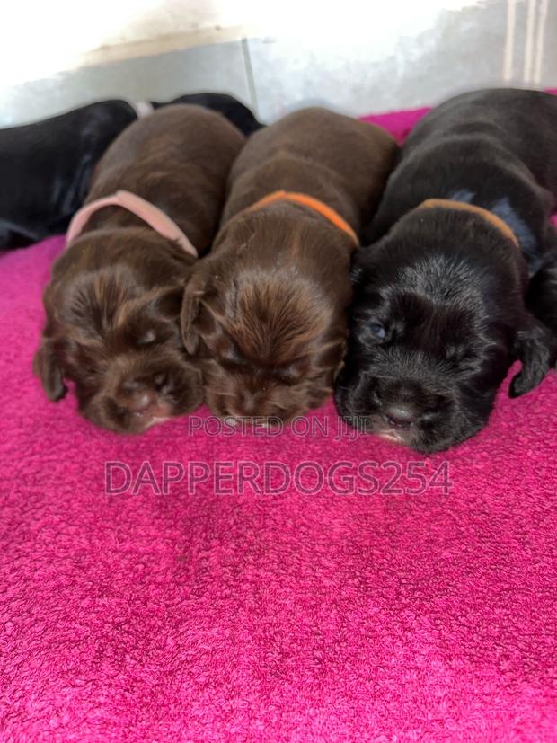 1-3 months Male Purebred Cocker Spaniel - thumbnail 2