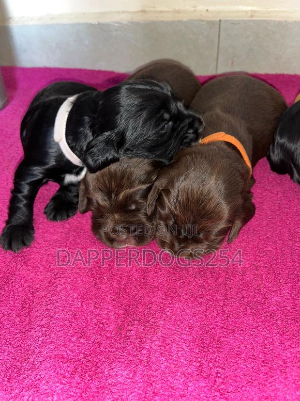 1-3 months Male Purebred Cocker Spaniel - thumbnail 3