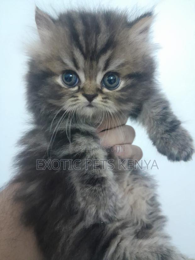 1-3 months Male Purebred Persian - main view