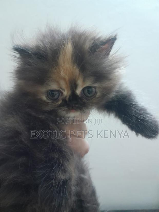 1-3 months Female Purebred Persian - main view