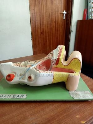 Human Anatomical Model- Ear - thumbnail 2
