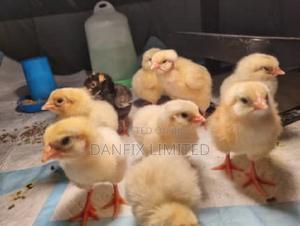 A Day Old Chicks 100ksh - thumbnail 2