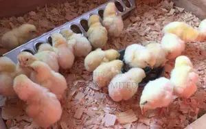 A Day Old Chicks 100ksh
