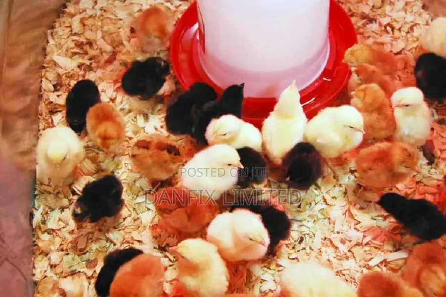 One Week Old Chiks 140ksh