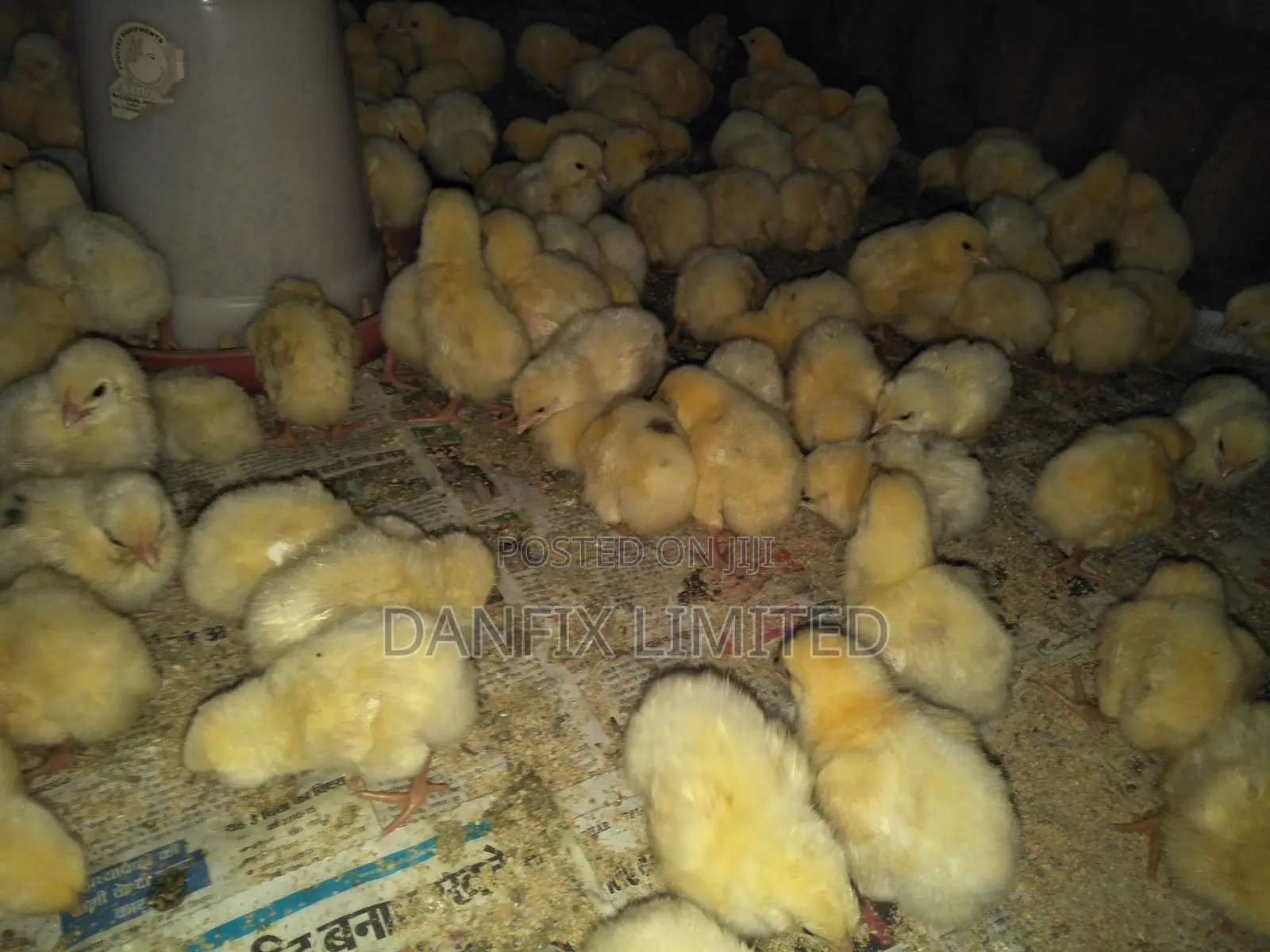 3days Old Chicks