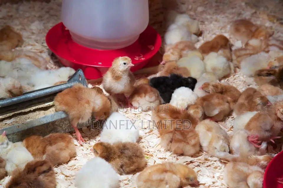 Day Old Chiks Available in Kiambu