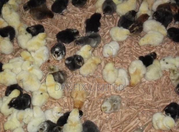 Day Old Chiks Available in Kiambu - thumbnail 3