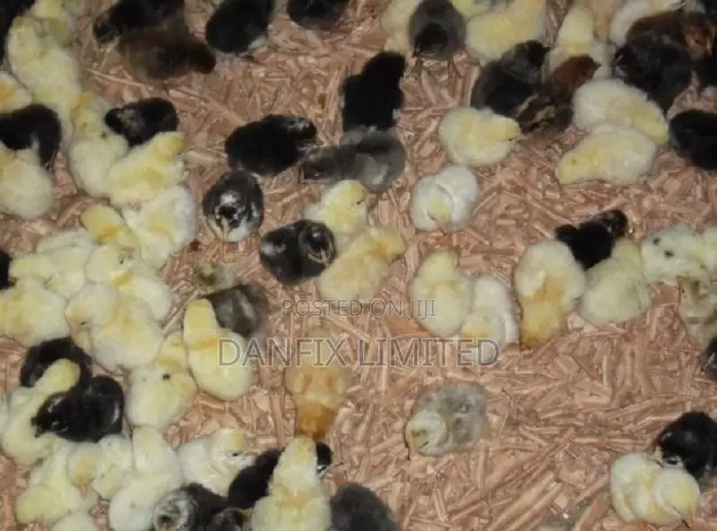 Day Old Chiks Available in Kiambu