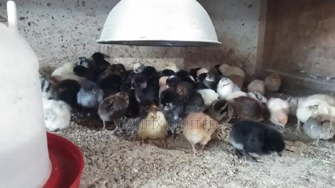 One Week Old Chiks for Sale 130ksh