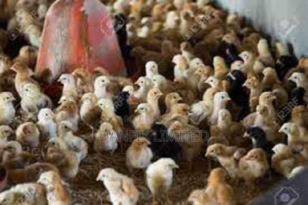 One Week Old Chiks for Sale 130ksh - thumbnail 3