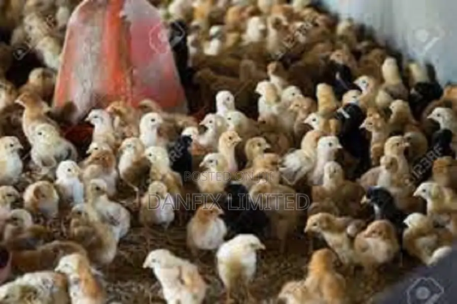 One Week Old Chiks for Sale 130ksh