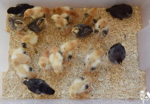 One Week Old Chicks in Ruiru 140ksh