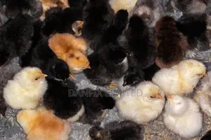 One Week Old Chicks in Ruiru 140ksh