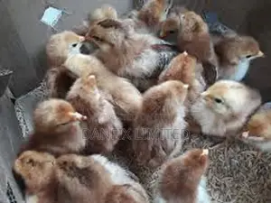 A Day Old Chicks KSH 90