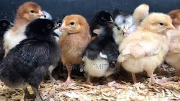 A Day Old Chicks KSH 90 - thumbnail 3