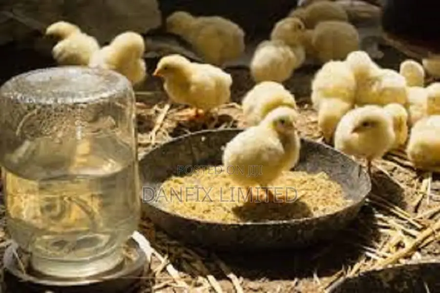 Day Old Chicks (Kali Breed) 100